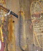 taxidermy mounts taxidermy mounts